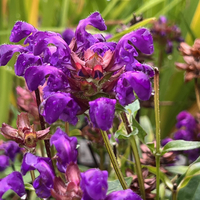 Prunella grandiflora